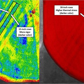 Aerial image of field showing differences between 15-inch and 30-inch row spacings