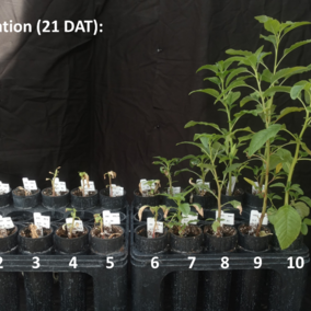 Visual evaluation of waterhemp growth 21 days after an atrazine application.
