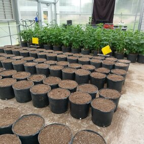 Figure 1. Two runs of the experiment (front, just beginning second run; back, just finishing first run) conducted in the greenhouse at the Pesticide Application Technology Laboratory at the universityâs West Central Research and Extension Center in North Platte.