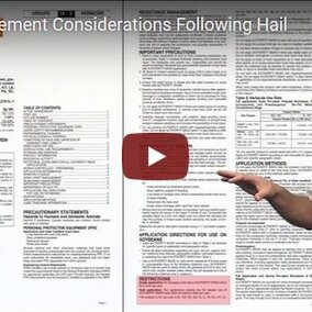 Screen capture from Weed Scientist Chris Proctor's video on managing weeds after hail