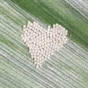 Western bean cutworm eggs (Photo by Jen Bruggeman)