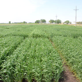 Wheat field near Mead, May 2017