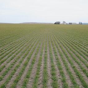 Field of winter wheat