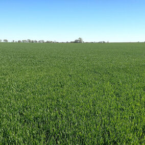 Early planted wheat field in Nuckolls County; taken early May 2019