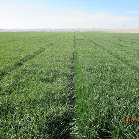 Figure 1.  Red Willow County winter wheat variety plot.