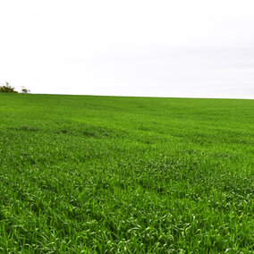 Figure 1. A growerâs wheat field in Webster County with low disease levels on May 23. (Photos by Stephen Wegulo)