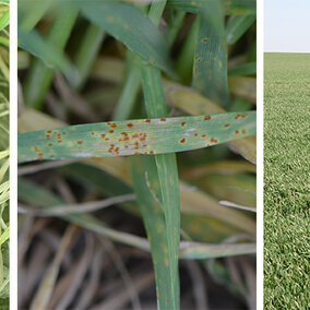 Photos of 3 wheat fields: with stripe rust, leaf rust, and healthy 