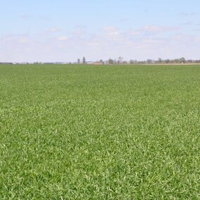 Wheat field April 27, 2017