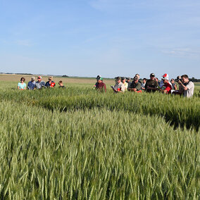 Wheat Field Day