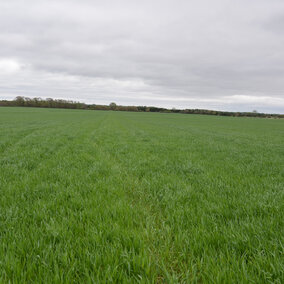 Wheat field in Saline County April 28, 2016