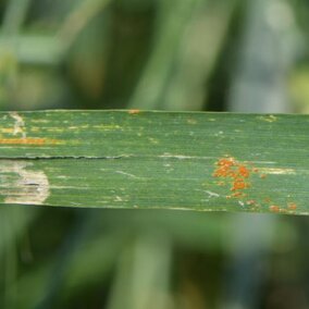 Leaf rust in wheat at the UNL Havelock Farm