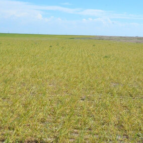 Severe wheat treak mosaic in Deuel County.