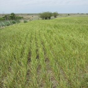 Wheat streak mosaic