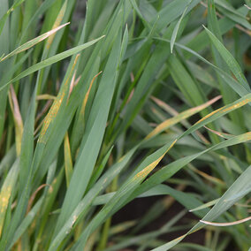 stripe rust on wheat