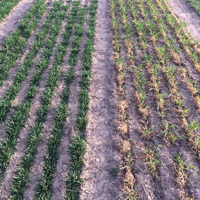 Wheat variety plots at Stumpf 2016