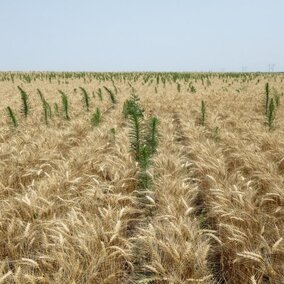 Weeds extending above mature wheat