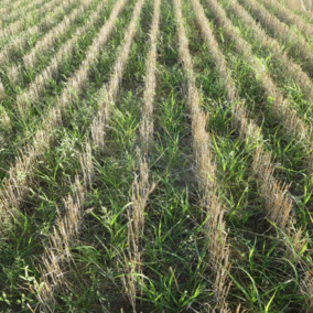 Weeds in wheat