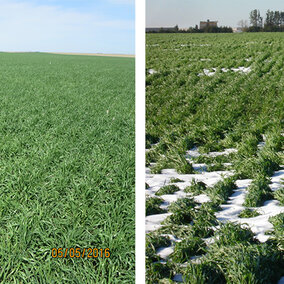 Two wheat fields in western Nebraska