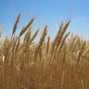 Field of wheat