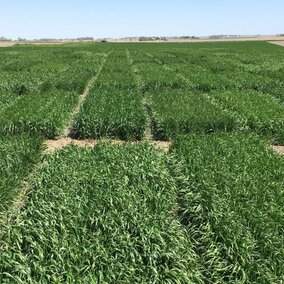 Wheat variety trials