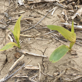 Yellow seedling corn