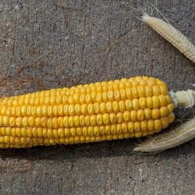 multiple corn ears on single node