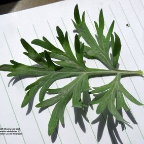 Absinth wormwood leaf