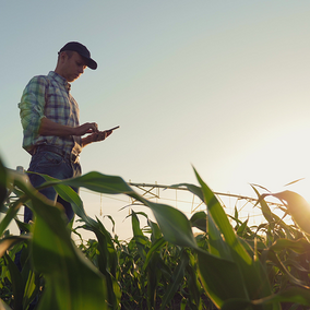 Farmer standing in a corn field using a smartphone near a center pivot irrigation system at sunset with ACREE and Nebraska Extension logos.