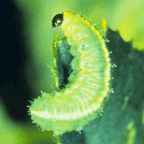 Alfalfa weevil larvae