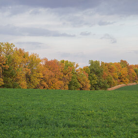 Field of green alfalfa surrounded by yellow and orange trees in autumn
