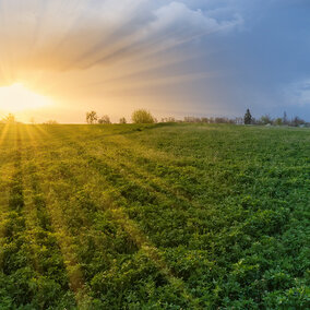 Sun setting over a lush green field under a cloudy sky.