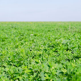 A field of healthy green alfalfa in spring under a cloudy sky. 
