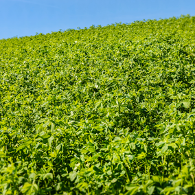 alfalfa field