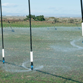 Irrigating alfalfa field during autumn