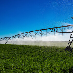Center pivot sprinkler irrigates a lush green alfalfa field under a clear blue sky as plants mature.