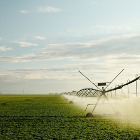 center pivot irrigating alfalfa field