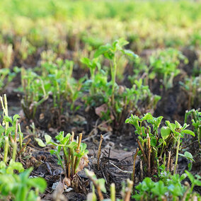 Alfalfa regrowth emerging from recently cut stems after harvest, showing healthy green shoots as plants mature.