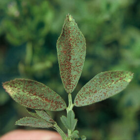 Alfalfa rust