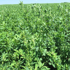 alfalfa field