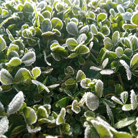 Closeup of green alfalfa leaves covered in light spring frost
