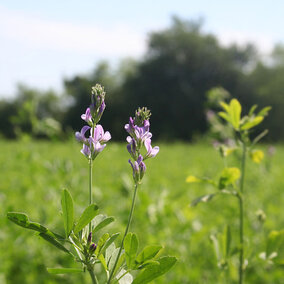 Alfalfa field