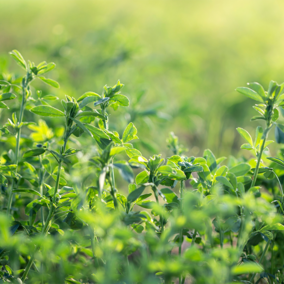 Alfalfa field during summer