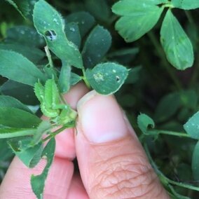 alfalfa weevil feeding on trifoliates