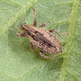 alfalfa weevil on leaf