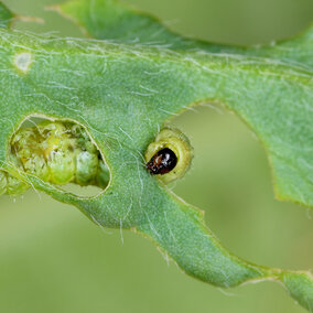 Alfalfa weevil larva feeding inside an alfalfa leaf, showing characteristic windowpane damage.