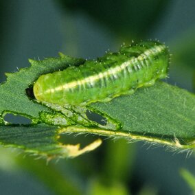 alfalfa weevil