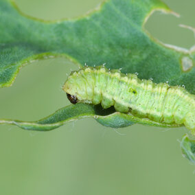 alfalfa weevil larva eating alfalfa leaf