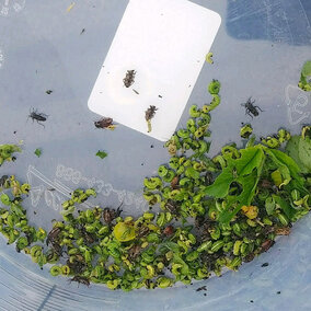 Alfalfa weevil larvae and adults