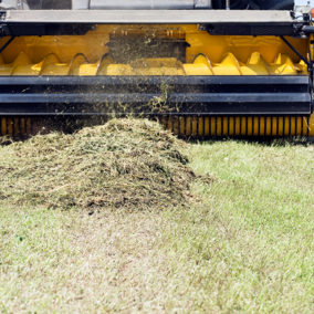 Alfalfa windrow being collected by harvester