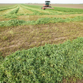 Alfalfa windrows